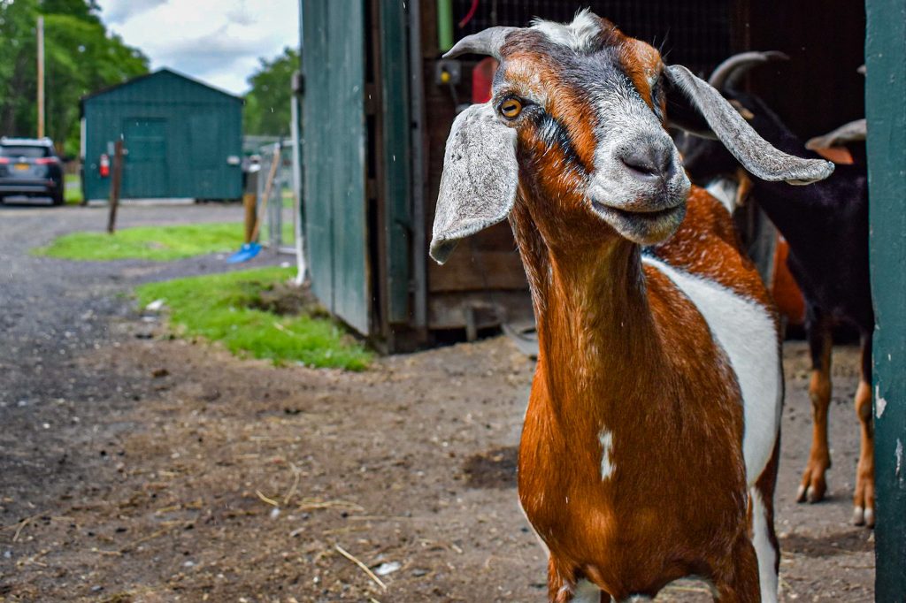Co-hosted by the Global Federation of Animal Sanctuaries and Catskill Animal Sanctuary, The Goat Games will rally the support of animal welfare champions across the U.S. August 14-21. The nationwide event is open to the public to sign up and join in on the fun to raise funds and awareness.