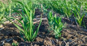 Hippeas® Announces Collaboration with Avena Foods