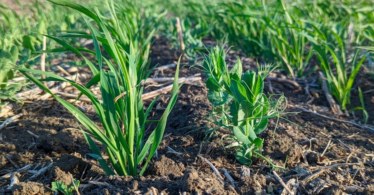 Hippeas® Announces Collaboration with Avena Foods